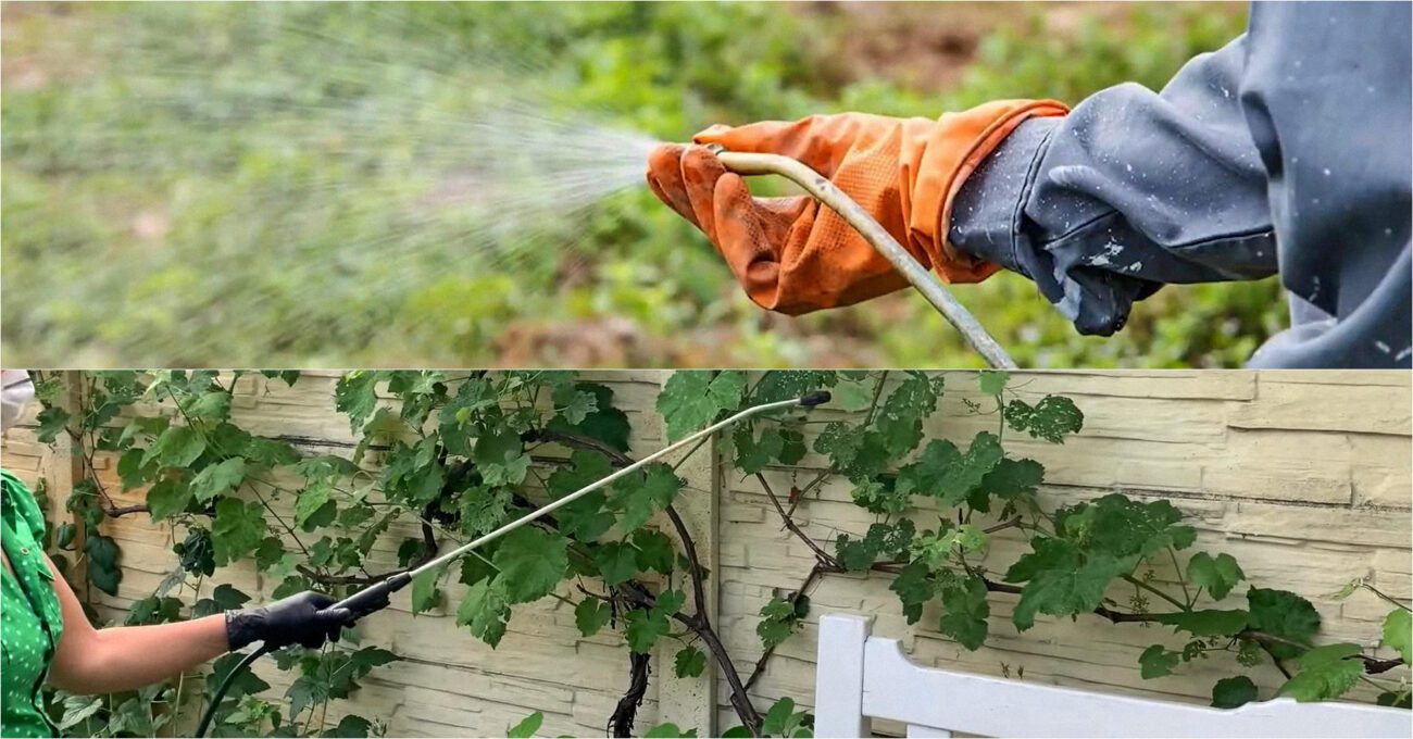 Садівники пояснили, чим обробляти плодові дерева в серпні