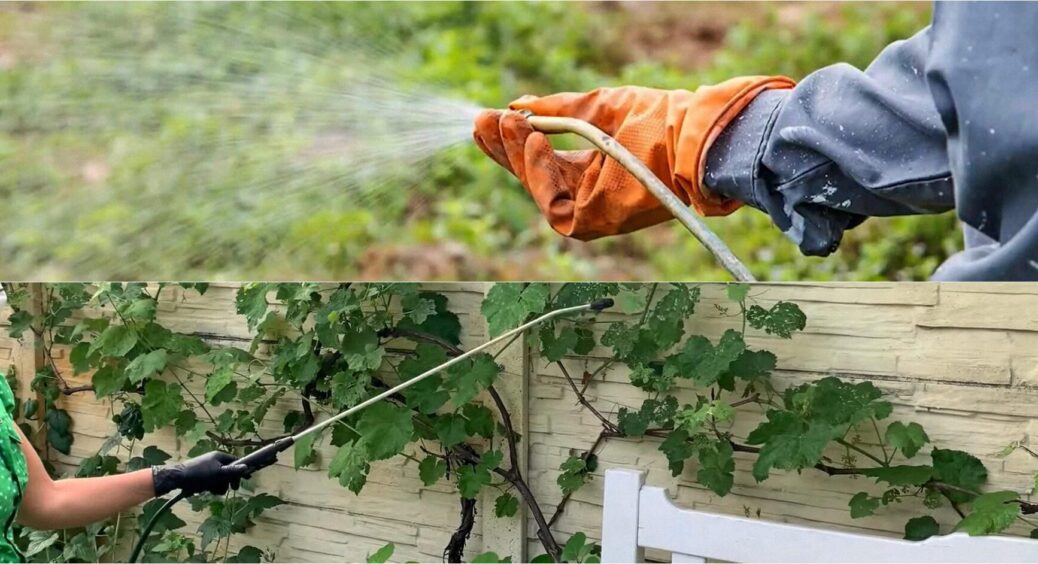 У серпні 2025 – обов’язково: обробляю плодові дерева цим, і маю яблука, сливи, абрикоси 