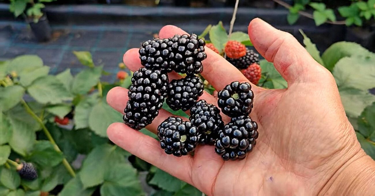 Експерт розповів, як легко розмножити кущ ожини на городі