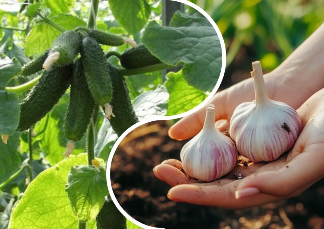 В Чернівецькій області городники садять після озимого часнику одну з цих 4 культур 