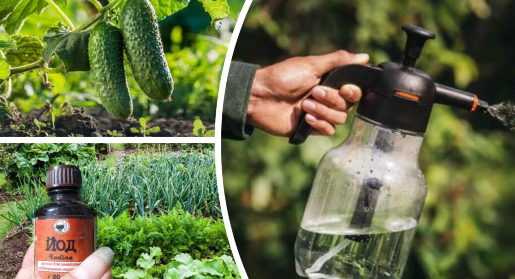 Огірки чіпляються на кущ немов скажені: рівнянам допомагає 10 крапель засобу з аптечки 