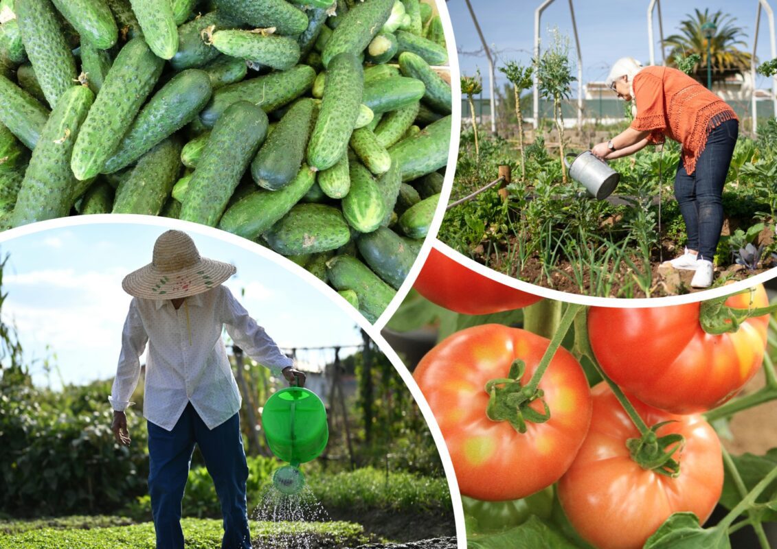 Городники пояснили, що таке правило 2-х днів для поливу огірків і помідорів