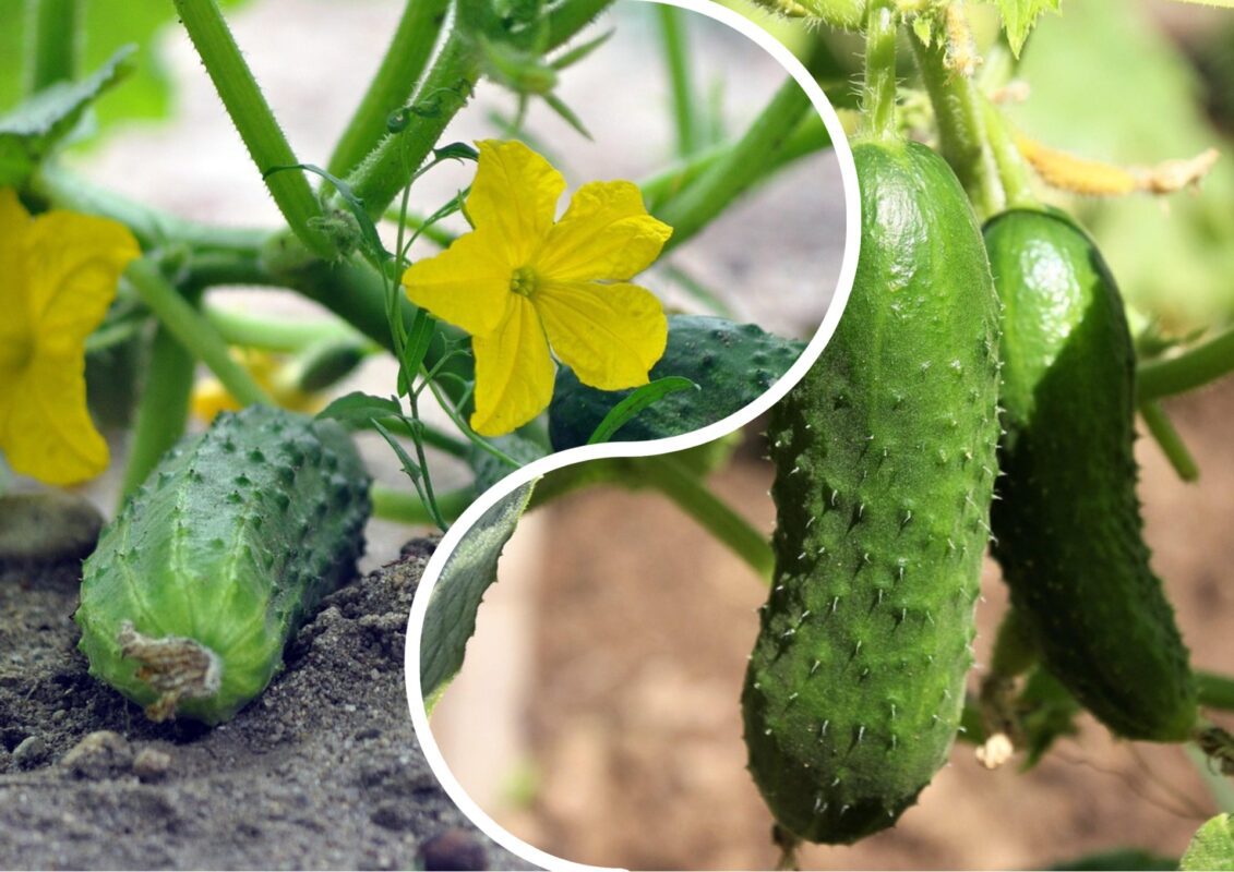 Садівники зізналися, якою сумішшю прибрали всю тлю з огірків на городі
