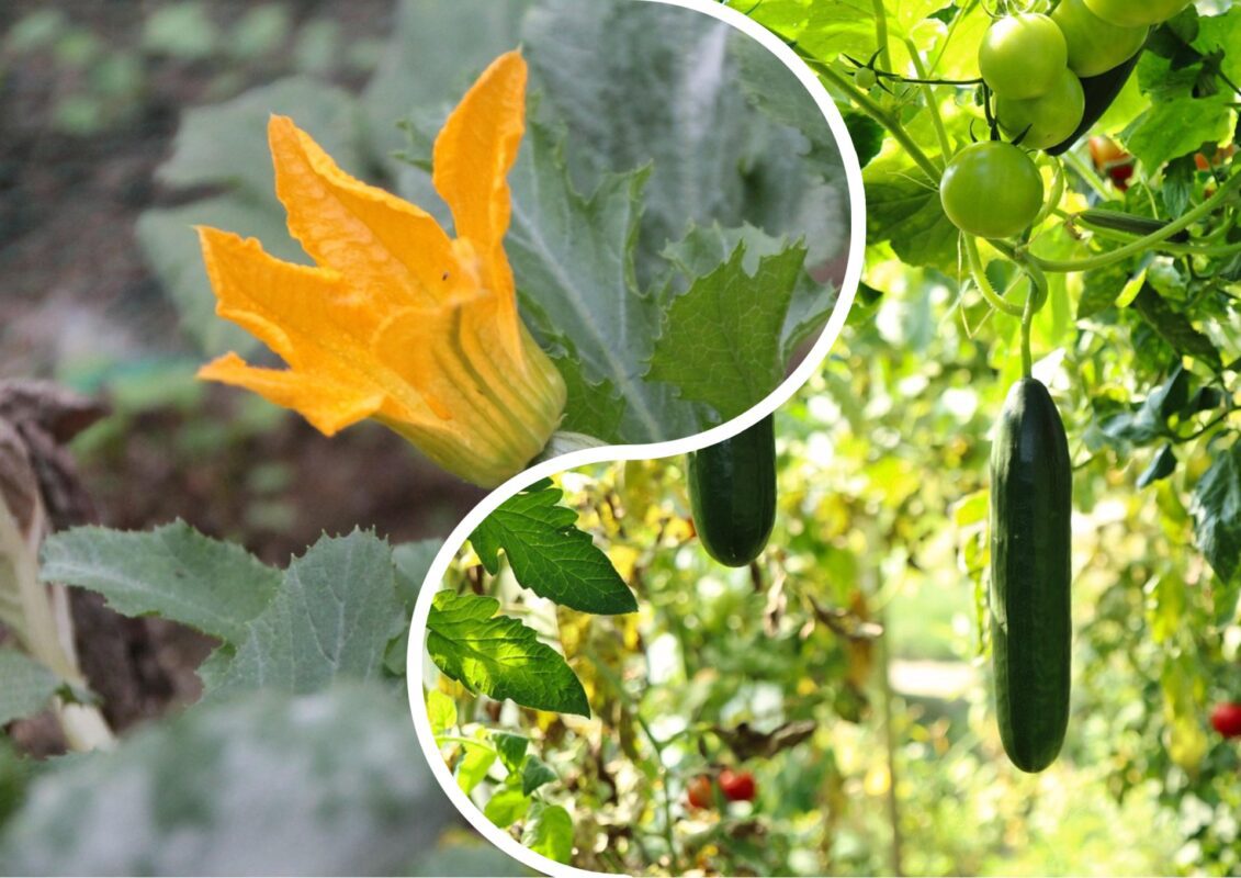 Агроном розповів, як використовувати картопляні очистки для грядки