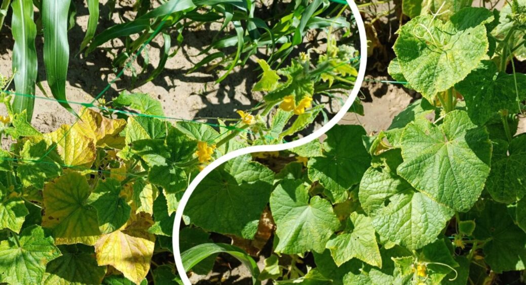 Підгодував огірки золою так, і огірки йдуть відрами – навіть у спеку 2025 на Рівненщині 