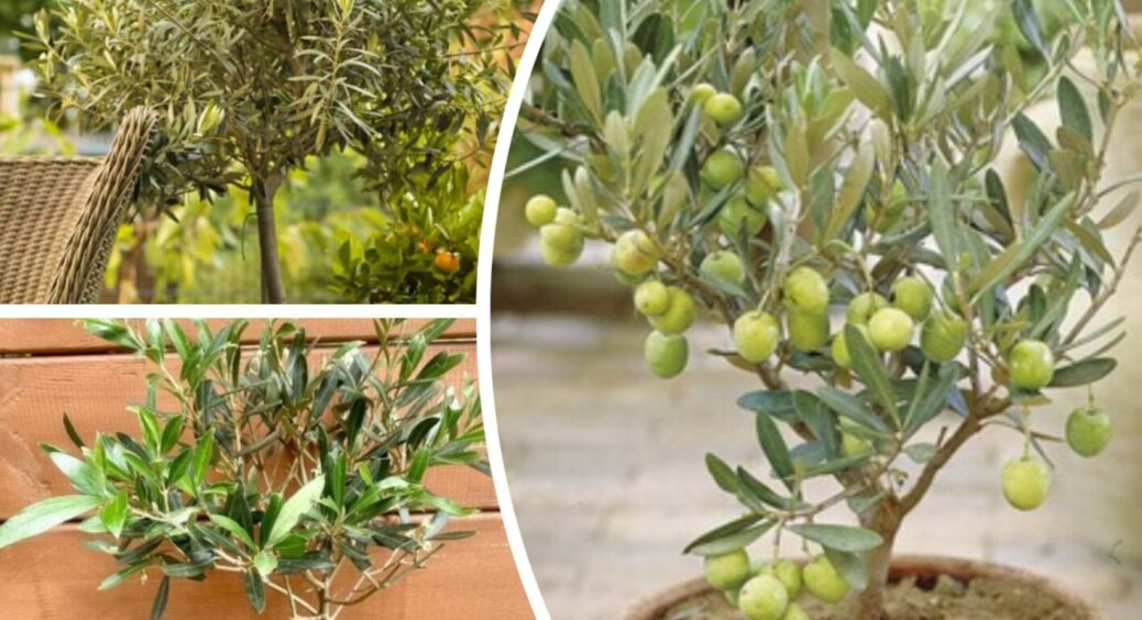 Не вишня й не слива: у мене на обійсті зростає екзотичне деревце, яке дивує довколишніх 