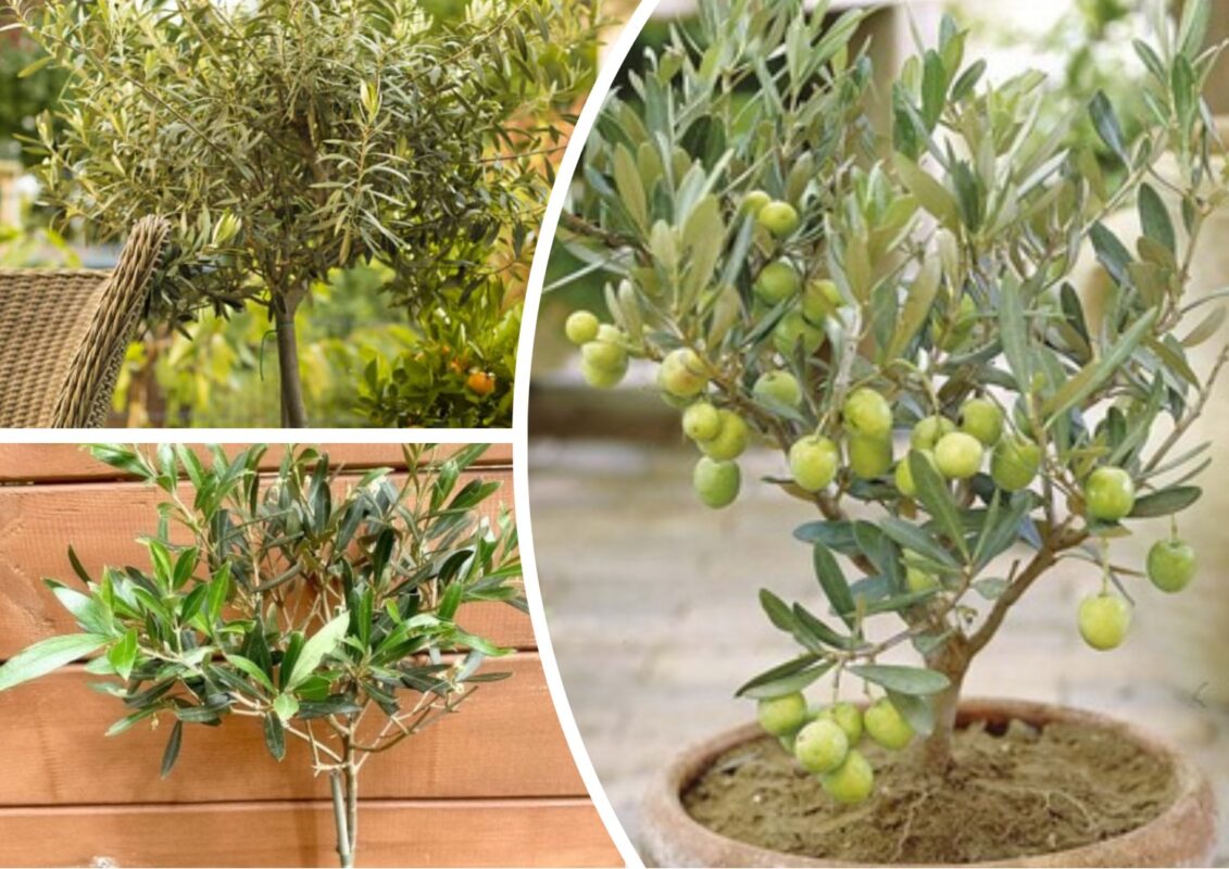 Як виростити вдома оливкове дерево