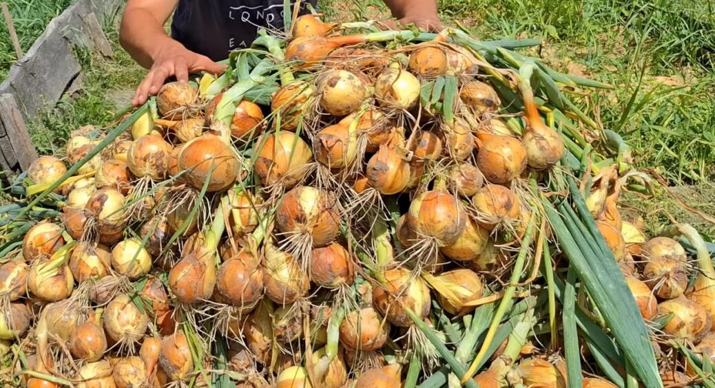 Вона чекає, але може загнити: 2 кроки, і цибуля простоїть в землі до збору врожаю скільки треба 