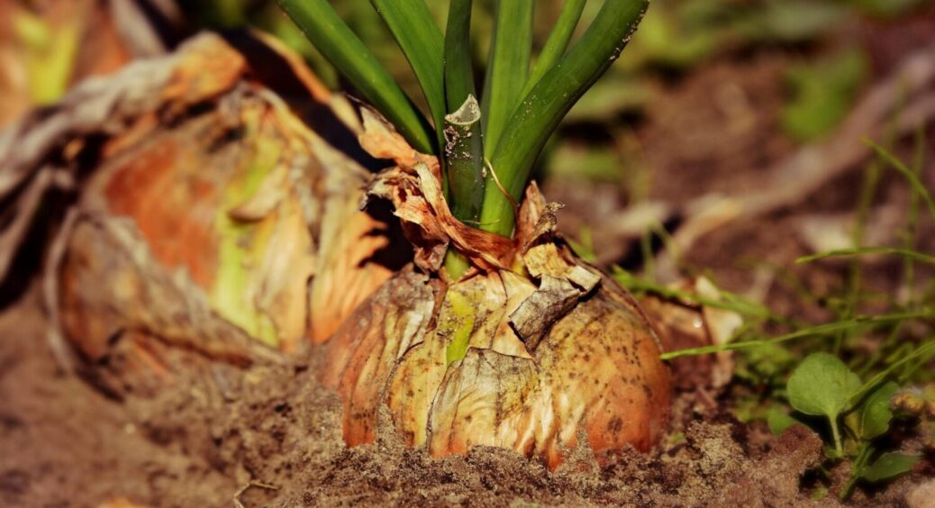 Щоб цибуля наростила великі плоди: добриво, що сприятиме нарощуванню саме цибулин 