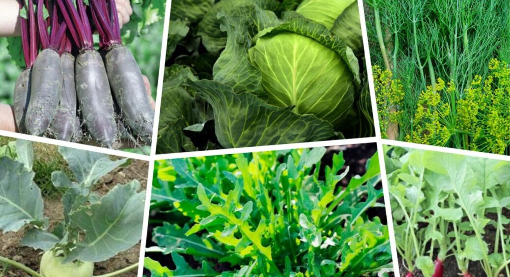 Кияни розсипають 1 упаковку дешевої крупи по грядках, і земля як чорнозем: краще, ніж на фермах 