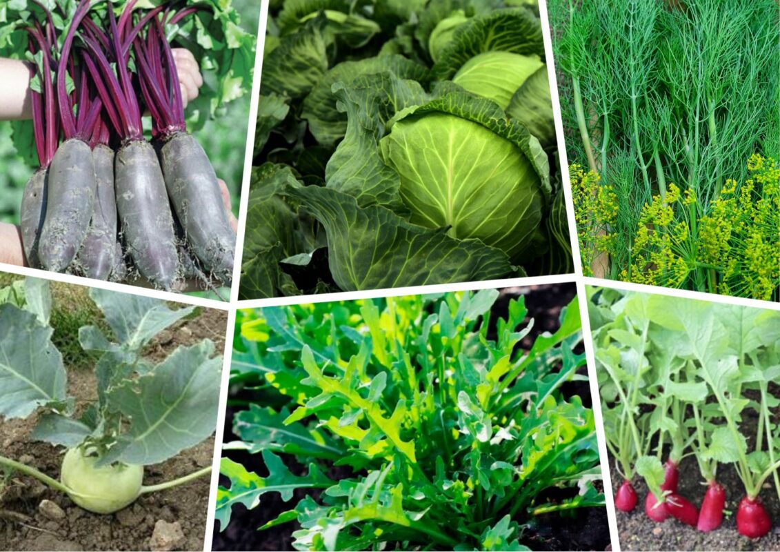 Експерт розповів, якою крупою можна збагатити ґрунт