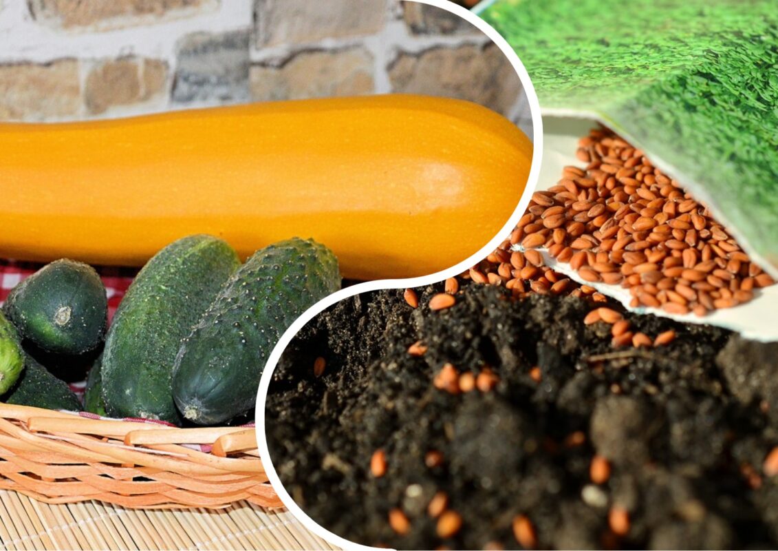 Садівники пояснили, яке насіння слід збирати в липні для врожаю-2026