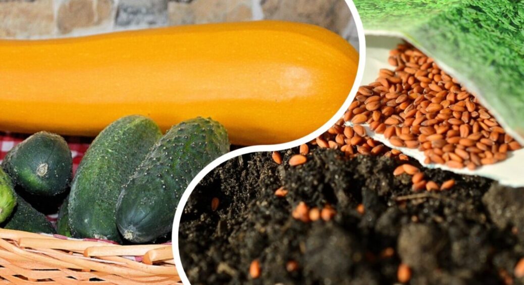 Липнева селекція на городі-2025: як обрати насіння зі свого врожаю для наступного сезону 