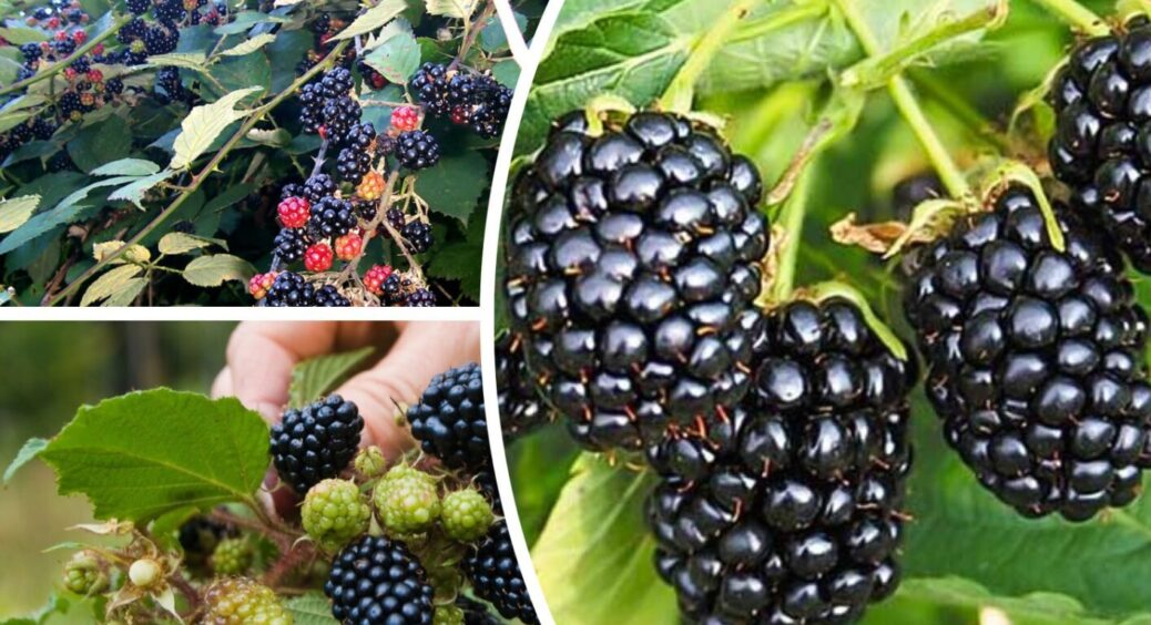 Готую це – збираю по 3 відра ягід всього з пари кущів: ожина просто шпарить урожаї 