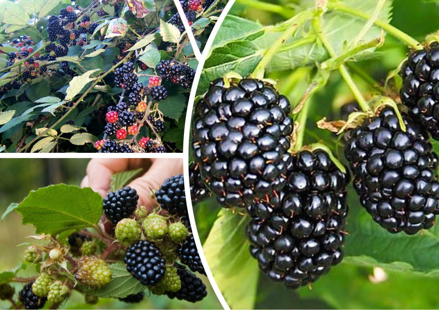 Експерт розповів, як треба підрізати ожину для хорошого врожаю