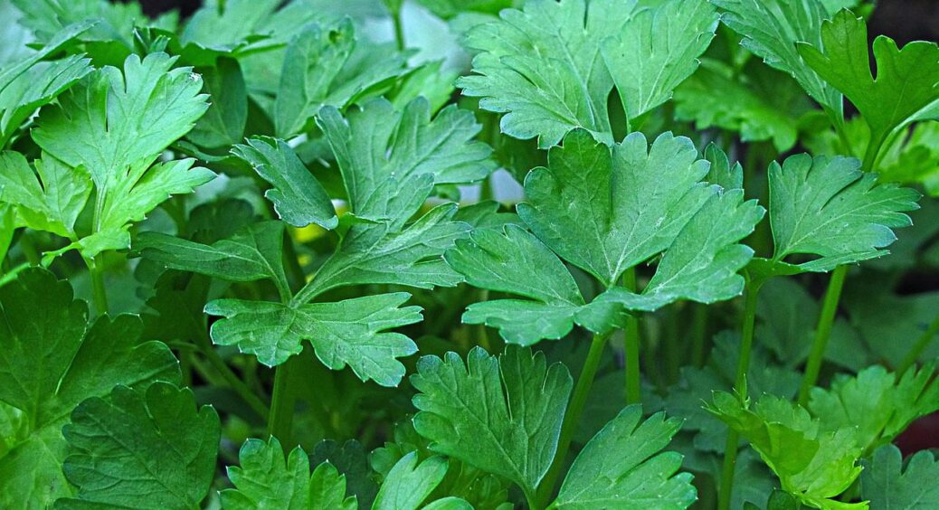 Соковита петрушка у спеку 2025 — це реально: ось як її вирощують знавці на Франківщині 