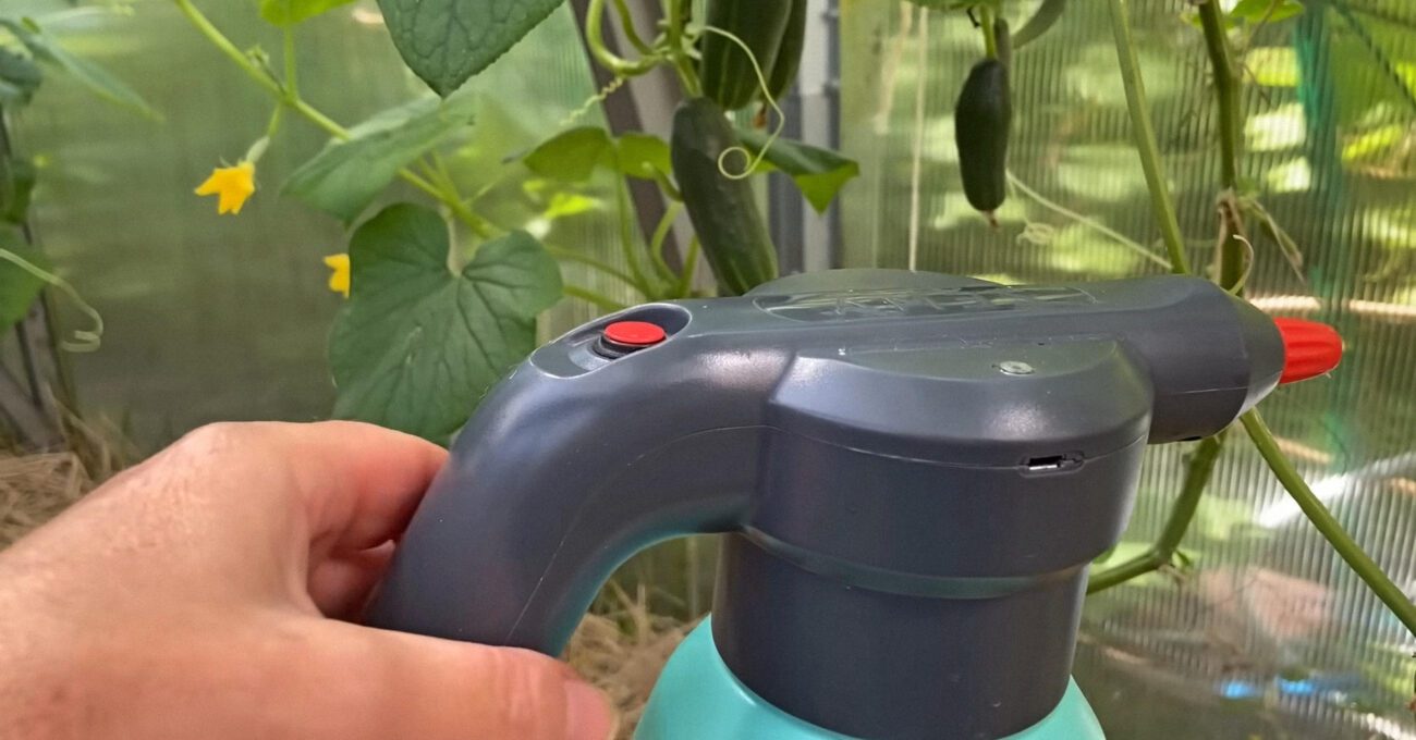 Овочівники розповіли, як захистити огірки від павутинного кліща