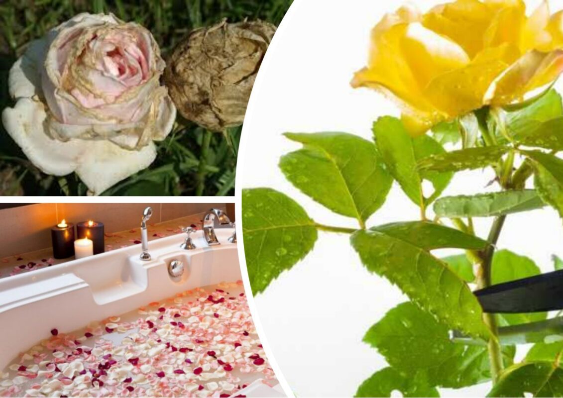 Як застосувати зів'ялі бутони троянд