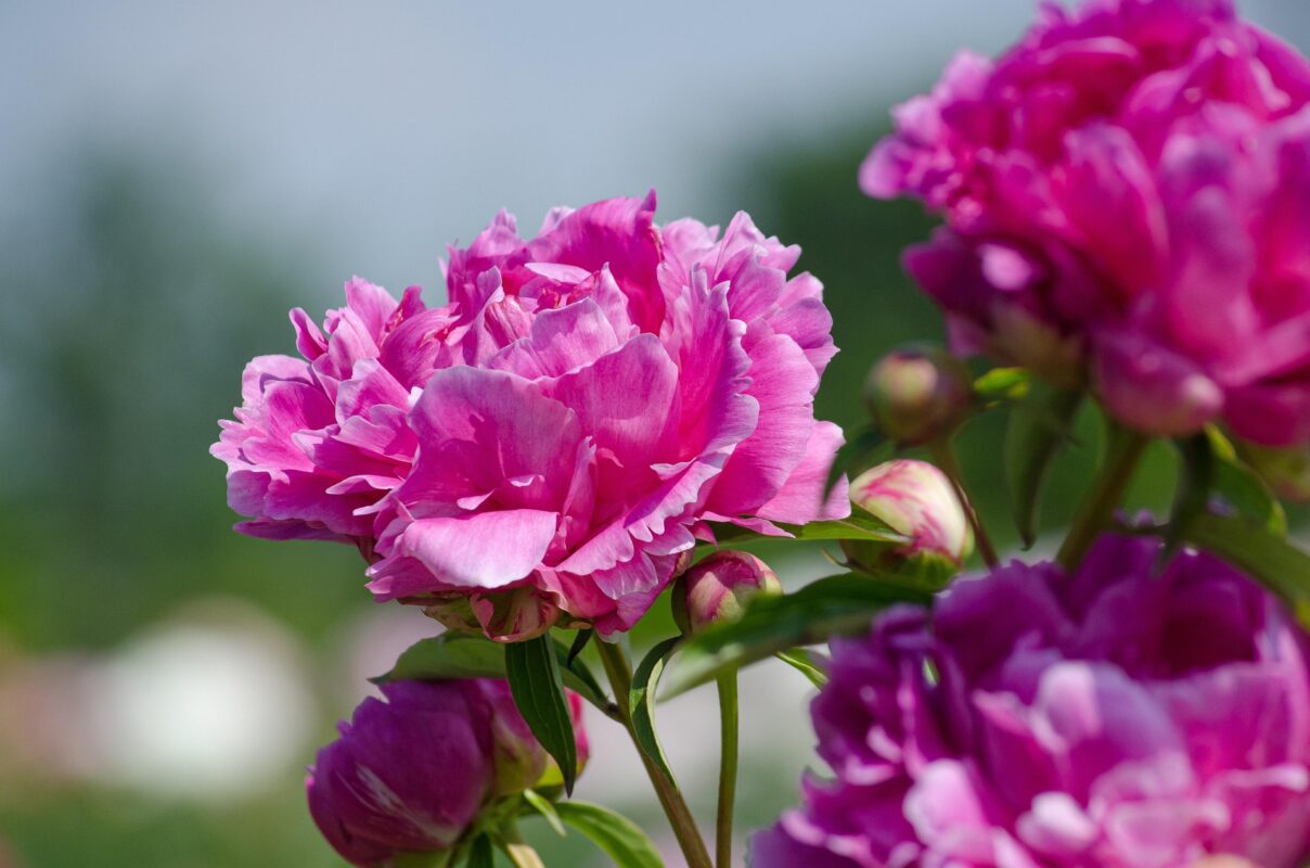 Садівники пояснили, що робити з багаторічниками в липні-2025