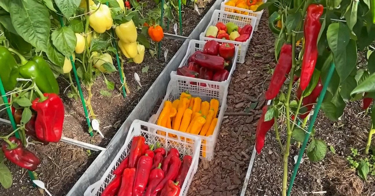 Овочівники назвали 2 причини деформації врожаю перцю