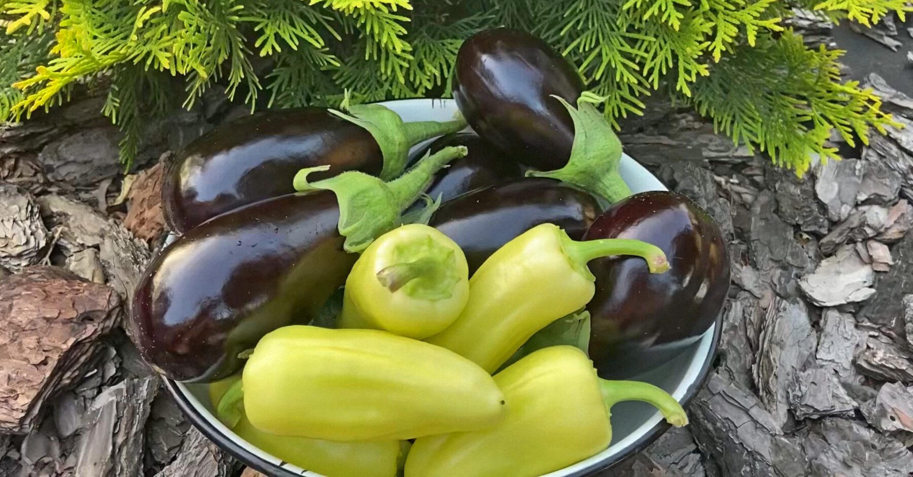 Агрономи порадили засіб, який покращує плодоношення перців і баклажанів