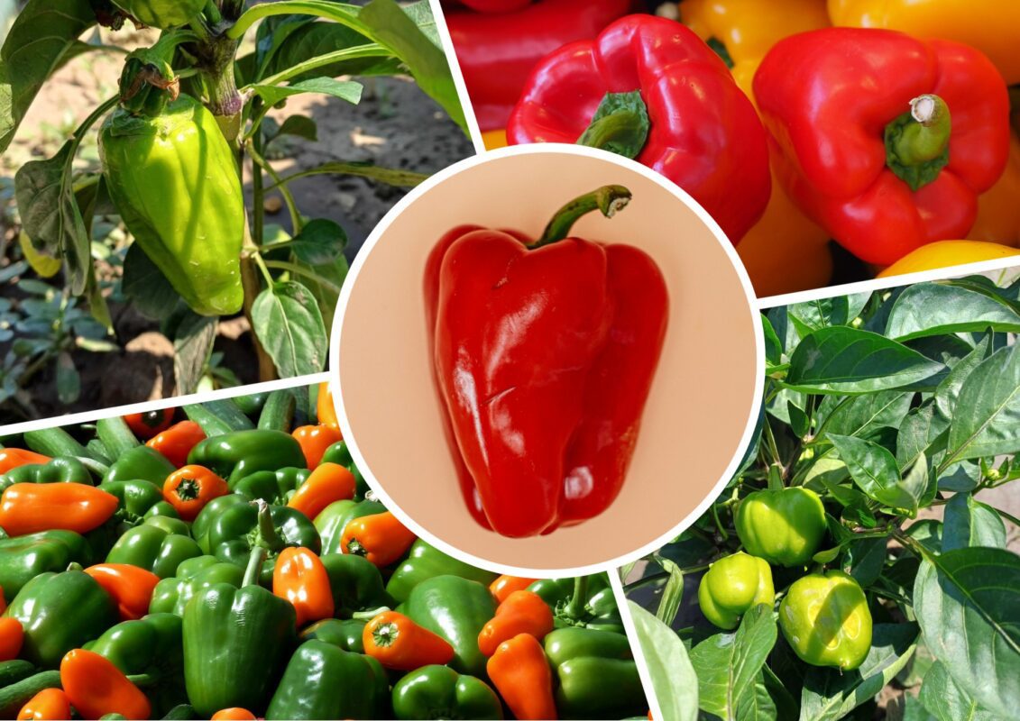 Городники пояснили, як пришвидшити дозрівання перцю на городі в липні-2025