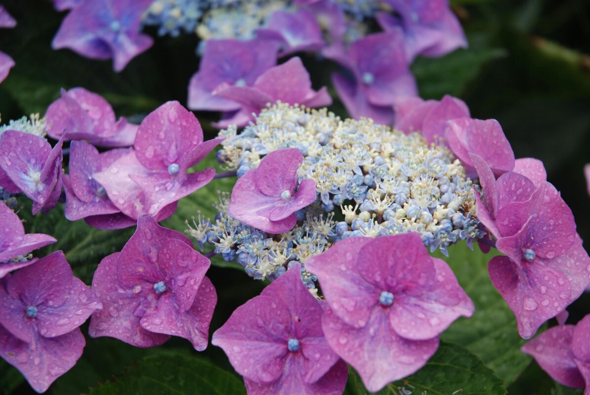 Садівники пояснили, що слід робити з квітами після дощу 