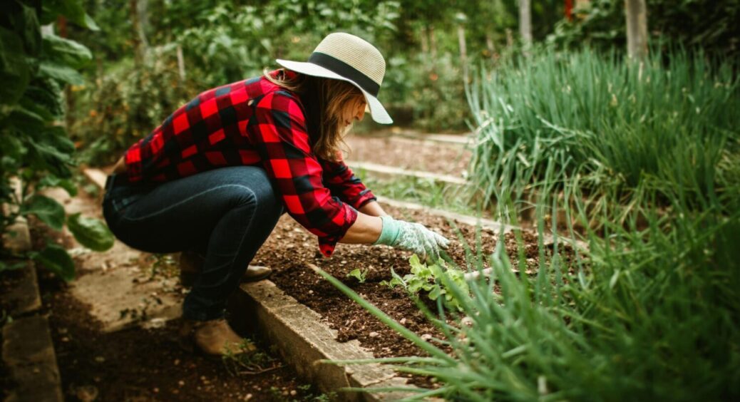 Наближається похолодання: який урожай постраждає першим – не проґавте момент, інакше все загине 