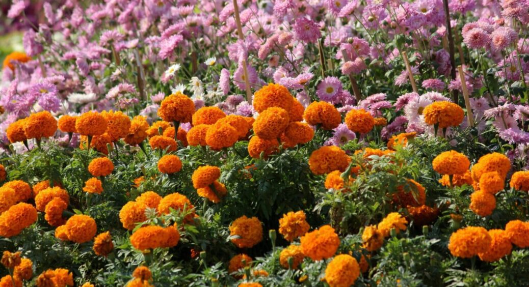 Ці 5 квітів ідеально витримують спеку та легко пробачають не постійний полив: кому слід садити 