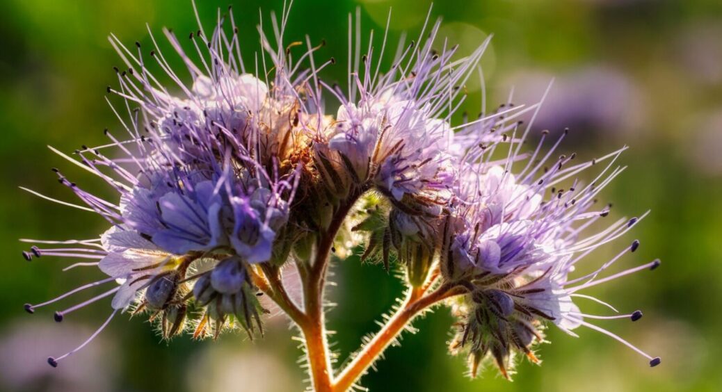 Готуємо ґрунт до осінніх посадок: ці 5 сидератів обов’язково слід посіяти в липні-2025 