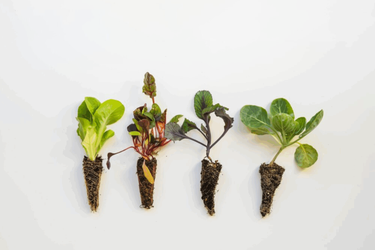 Городники розповіли, як позбутись чорної ніжки на рослинах і зберегти врожай