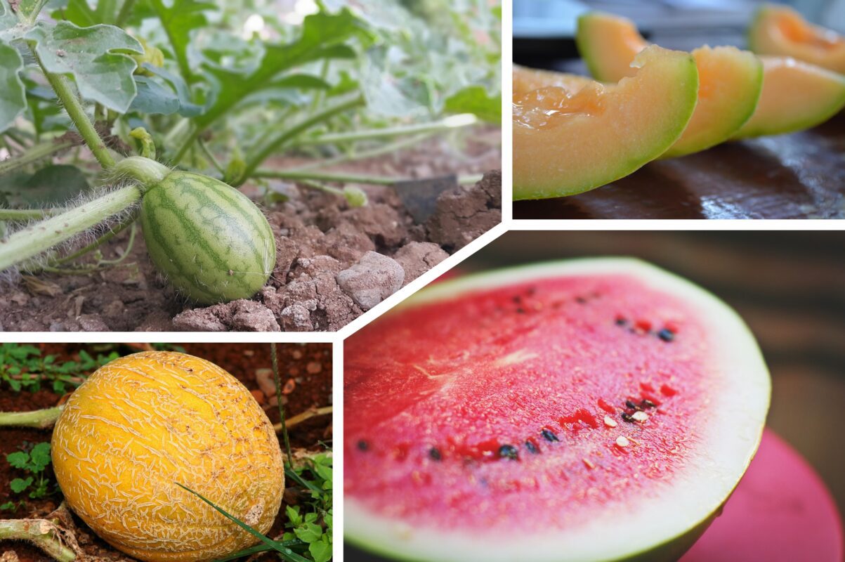 Садівники розсекретили найкраще добриво для кавунів і динь в 2025-му