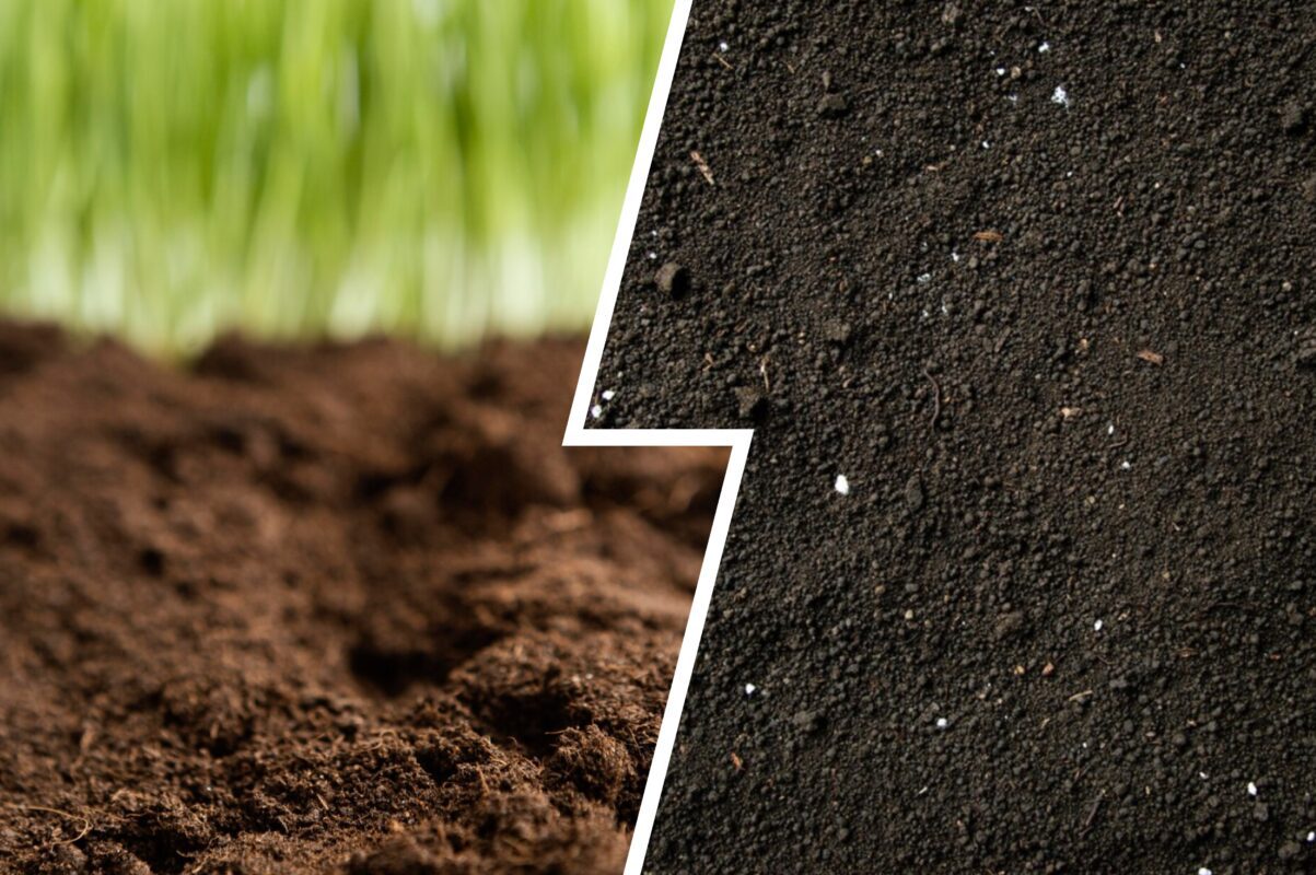 Дачники розповіли, як оздоровити ґрунт – всі овочі вродять на максимум