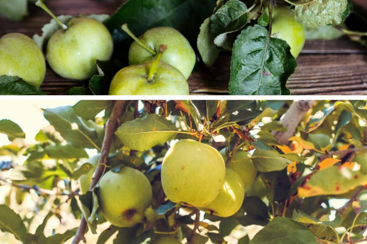 Агроном розповів, як та коли підживити яблуню у серпні