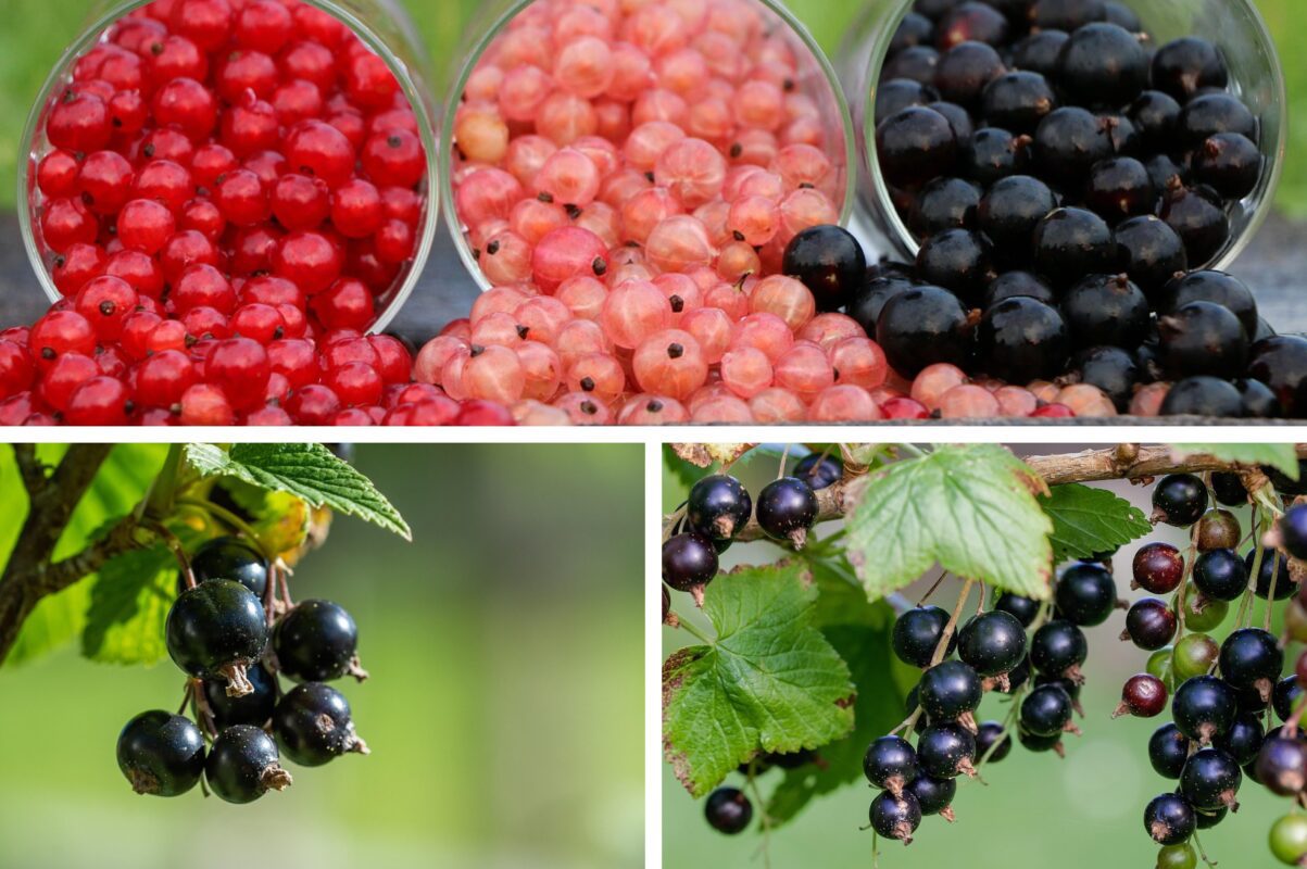 Садівники розповіли, чим полити смородину й аґрус після збору врожаю
