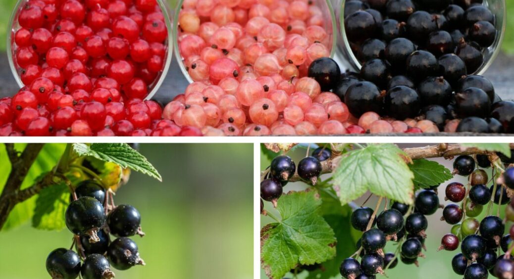 Смородина + аґрус = універсальне добриво: ось чим треба полити ягідні кущі після збору врожаю 