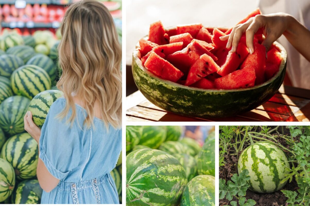 Садівники розповіли, що посадити біля кавунів, щоб підвищити врожайність