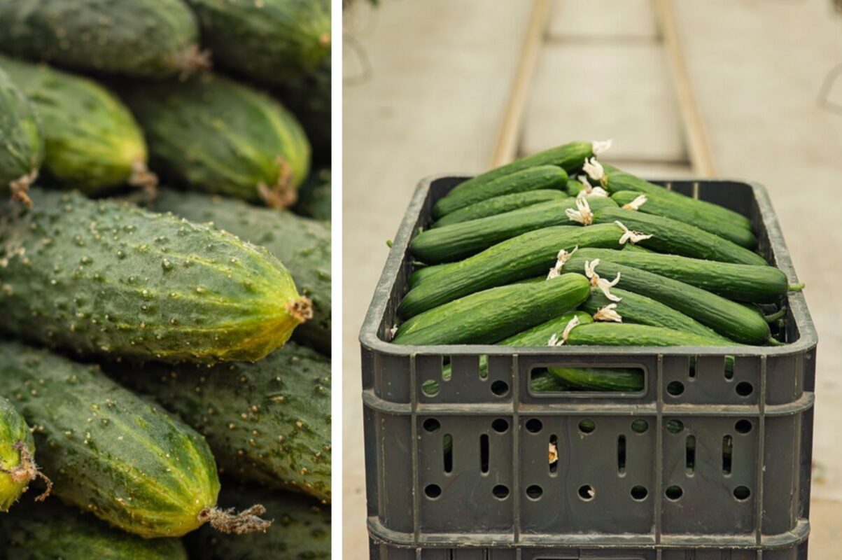 Городники розповіли, чим полити огірки, щоб збільшити врожайність вдвічі