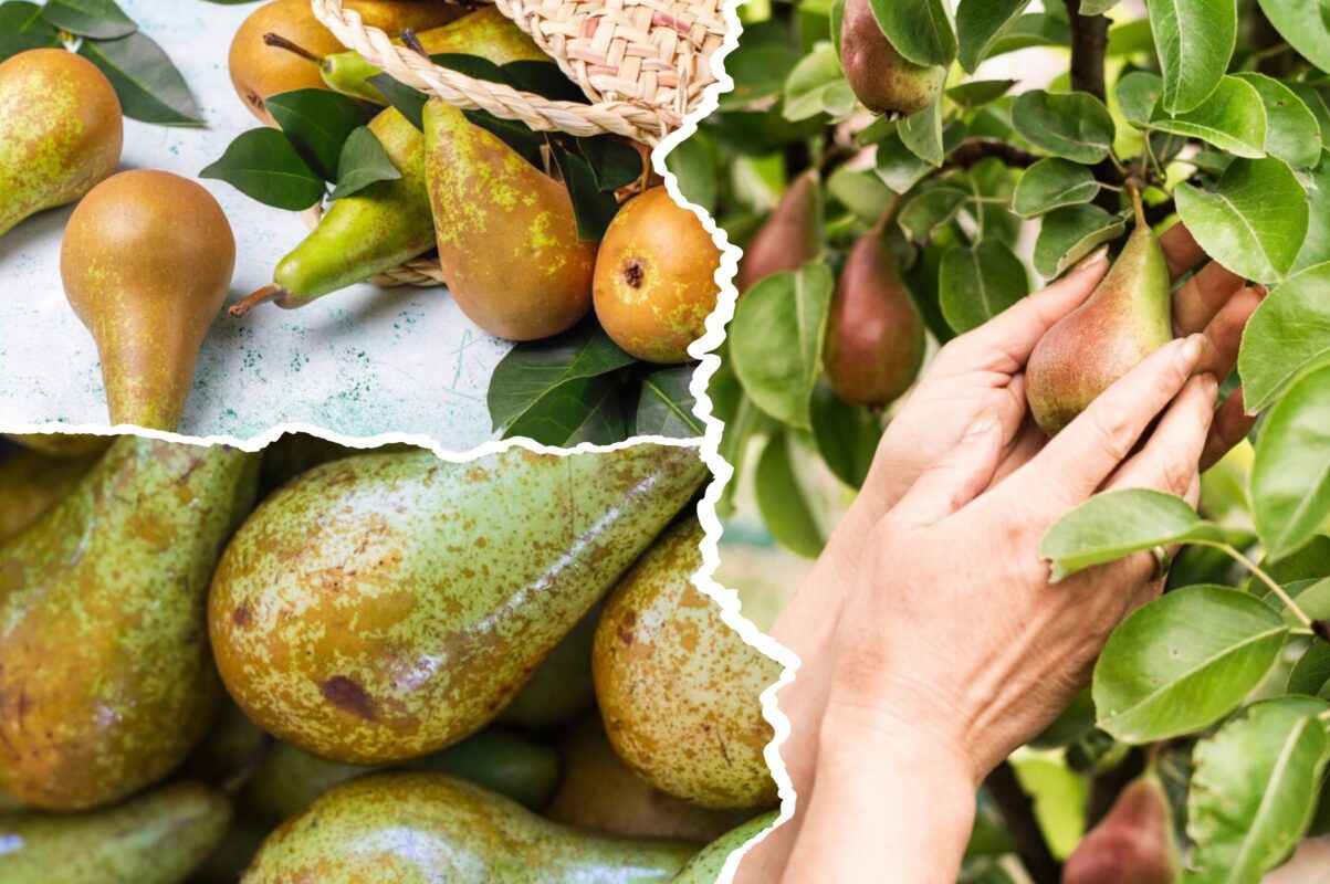 Кулінари розповіли, з яких груш варто робити консервацію на зиму-2026