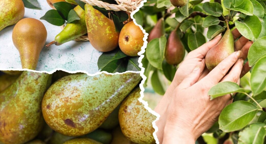Більше 20 кг плодів з дерева: ось чим поливаю грушу з року в рік і без врожаю не лишаюсь 