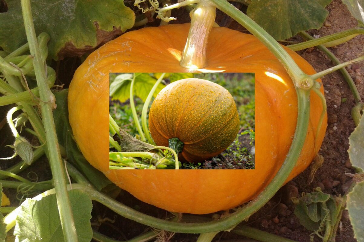 Городники розповіли, чим підживити гарбузи, щоб врожай був рекордним