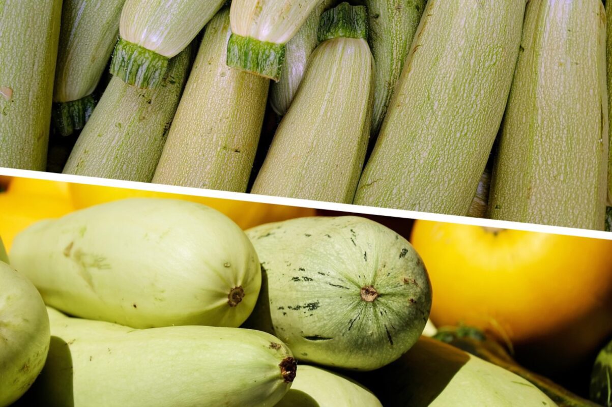 Агрономи назвали найкращі сорти кабачків, які можна посадити в липні 2025