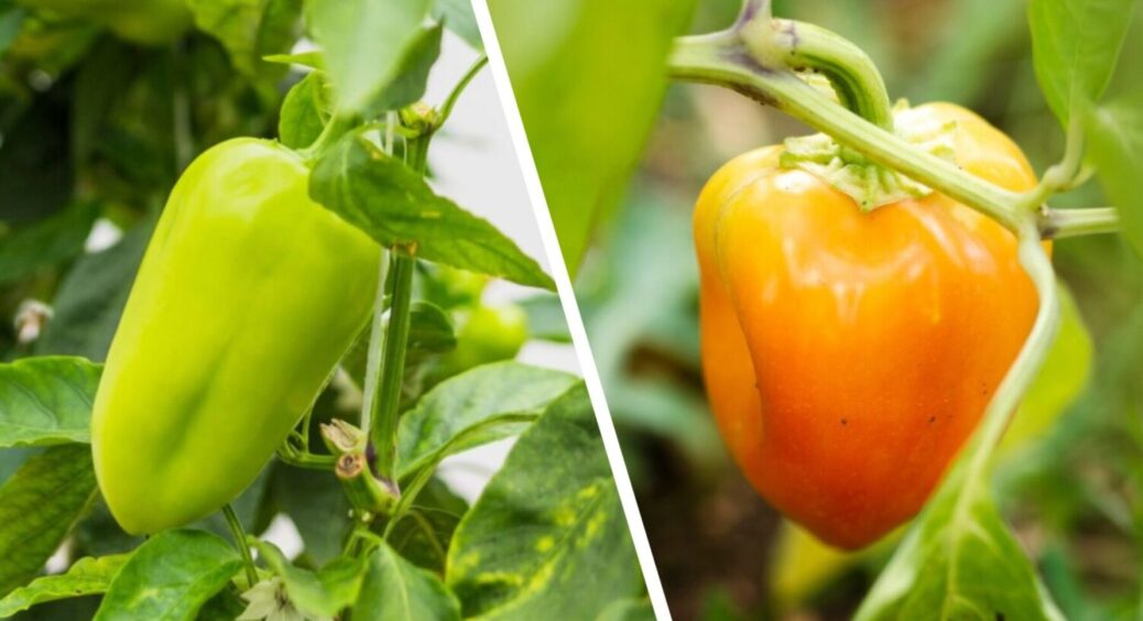 8 рослин, від яких варто триматись подалі: ніколи не садіть ці овочі біля болгарського перцю 