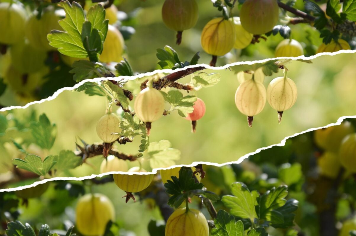 Садівники розповіли, чим полити аґрус в липні для шаленого врожаю