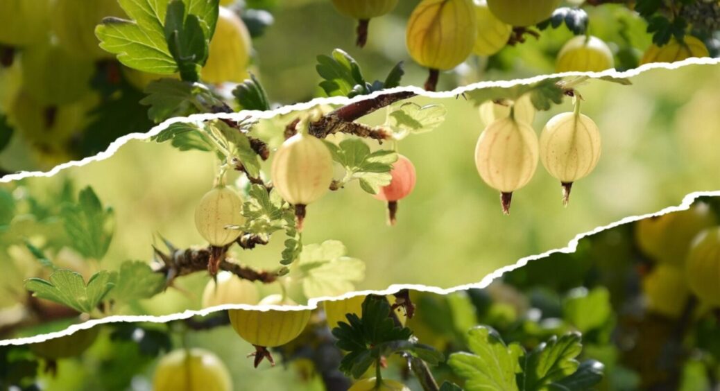 Осипатися не буде – вродить вдвічі більше: чим полити аґрус в липні, щоб був МЕГА врожай 2025 
