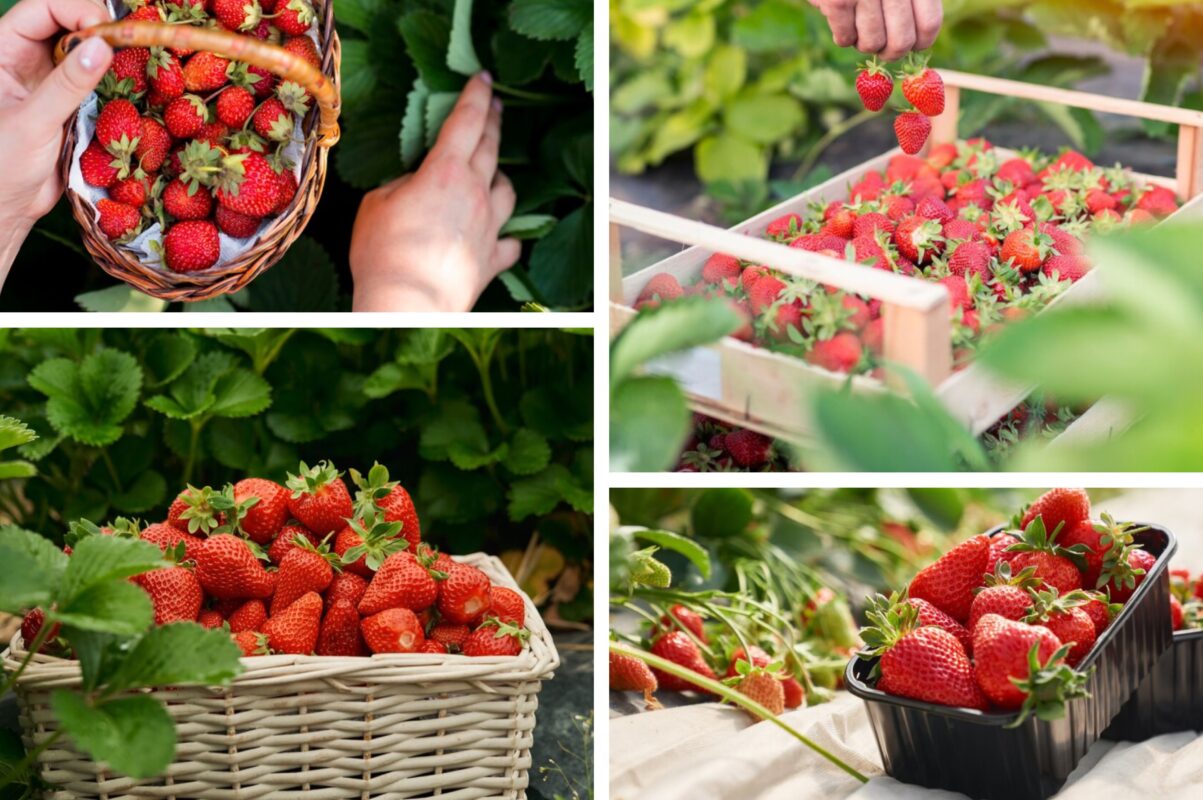 Садівники розсекретили найсприятливіший час для пересаджування полуниці влітку