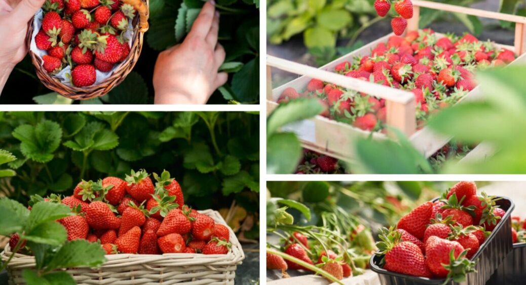 Ось, коли це треба робити: найсприятливіший час для пересадки полуниці влітку 2025 