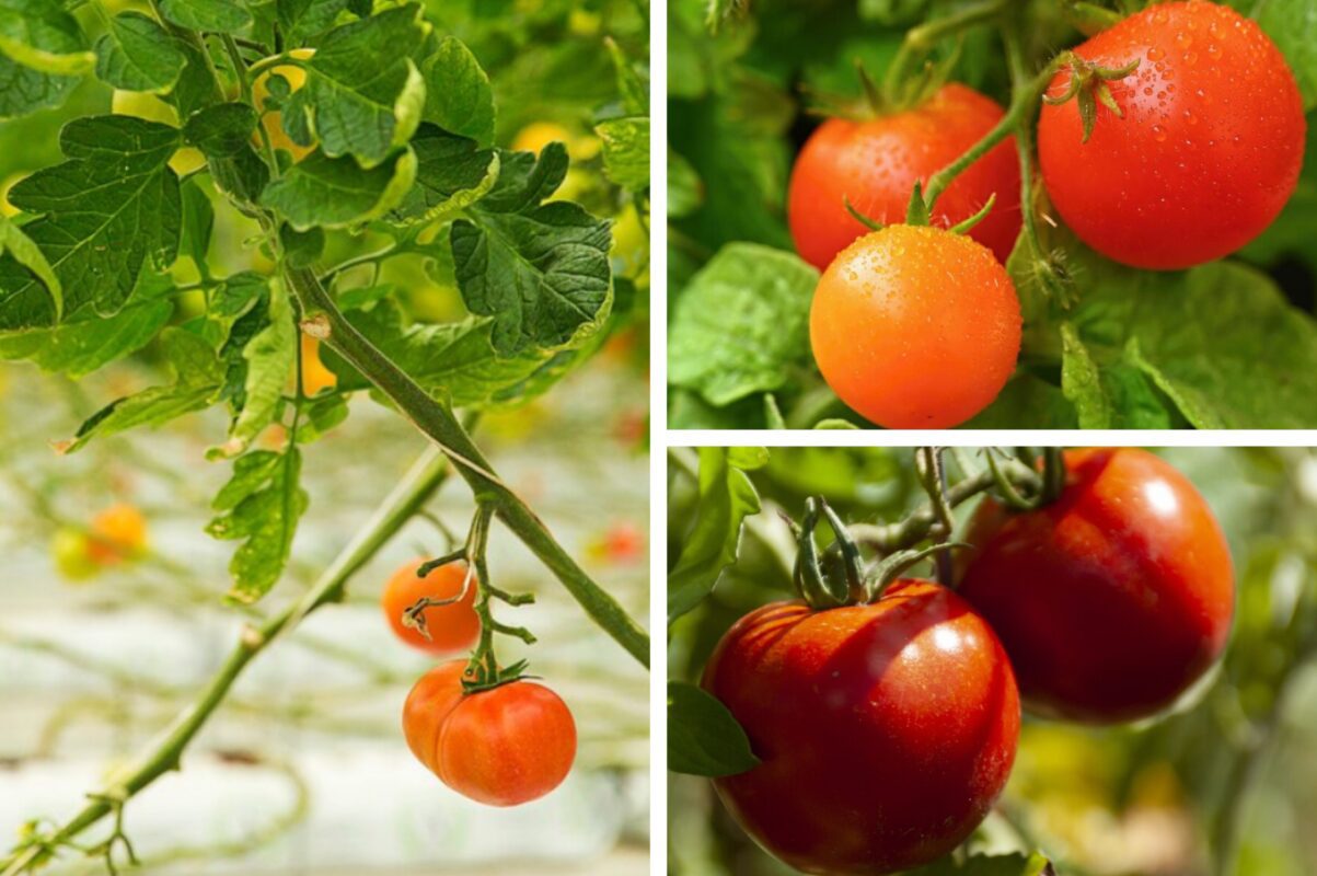 Експерт розповів, як приготувати найкращий засіб від вершинної гнилі