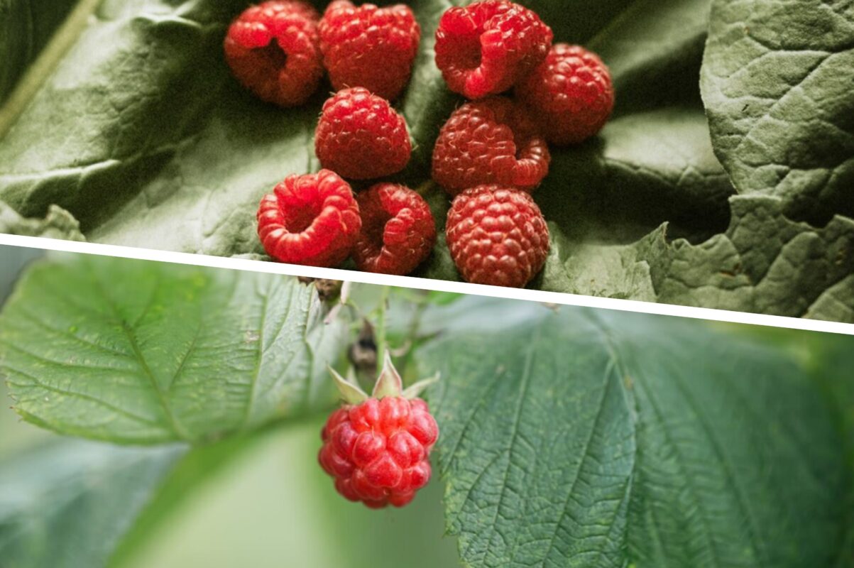 Садівники розповіли, яка дія з малиною здатна покращити врожай наступного сезону