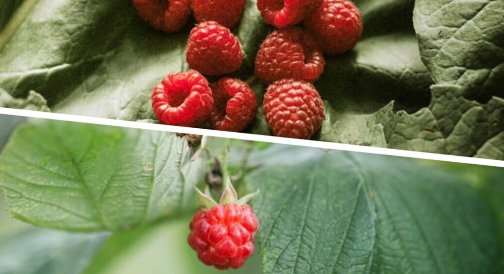 20% дачників знають про це: ось, що роблять садівники на Тернопільщині з малиною влітку 